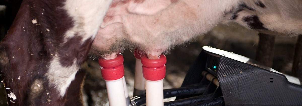 Mjölkning av ko i robbot