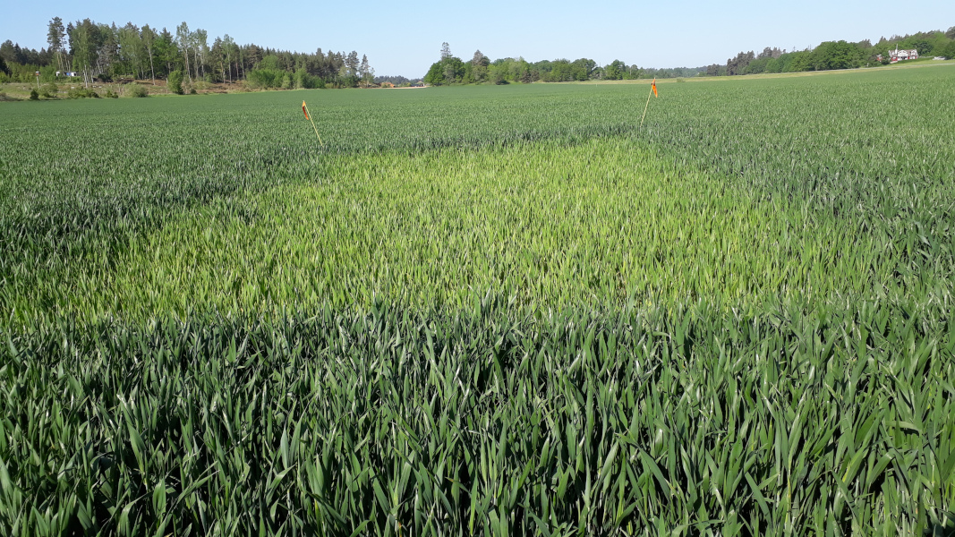 Foto som visar nollruta i höstvetefält. Färgskillnaden mellan ogödslad ruta och fält är stor.