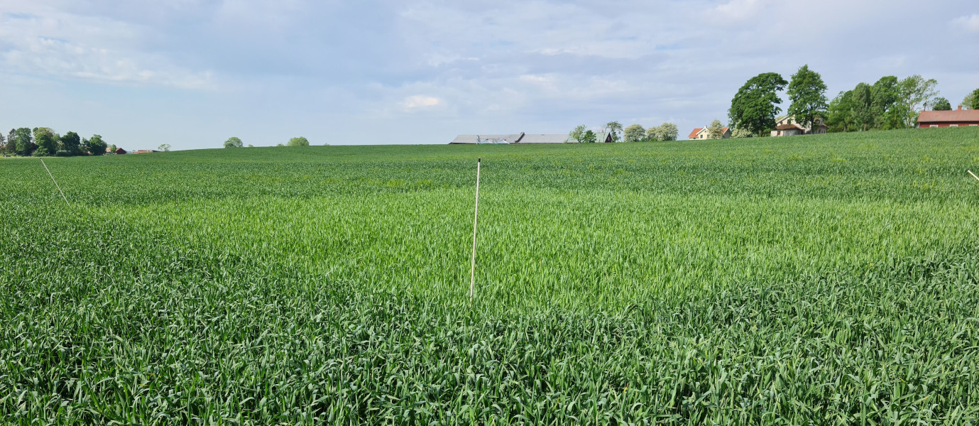 Foto som visar nollruta i höstvetefält. Färgskillnaden mellan ogödslad ruta och fält är stor.