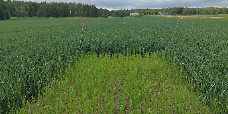 Bild 7. Region väst, Järpås 3, förfrukt vårkorn. Foto: Charlotta Norén.