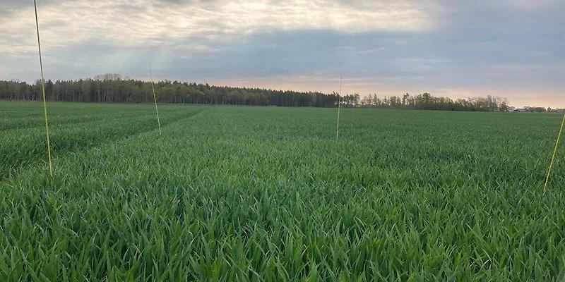 Bild 6. H1 Vassmolösa – fältet där kväveupptaget i nollrutan är som högst. Foto: Tellie Karlsson.