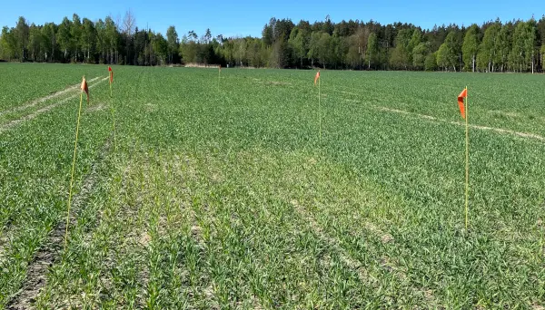 Nollruta i höstvete
