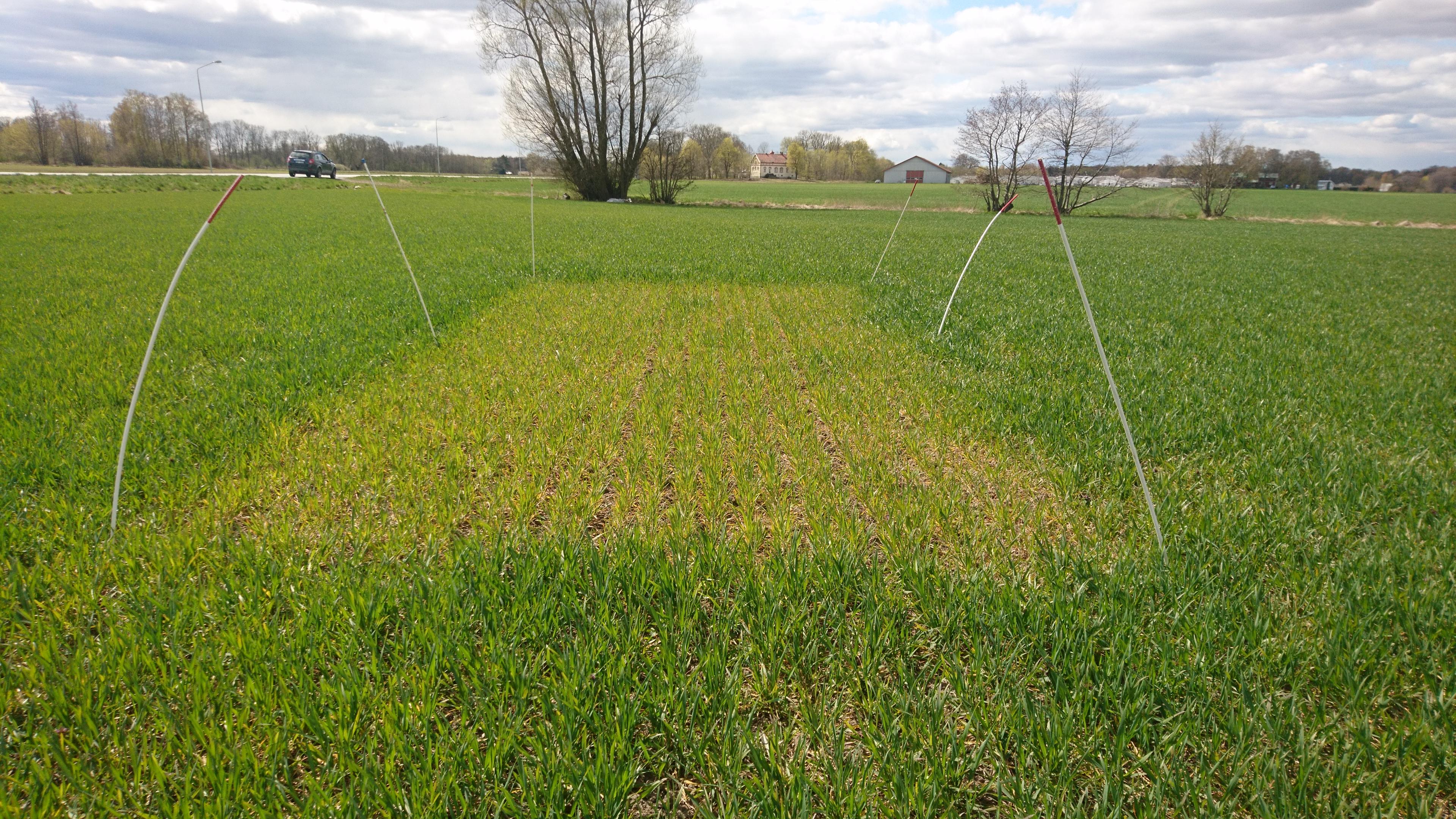 Foto på ogödslad ruta i höstvetefält. Tydlig skillnad mellan gödslat och ogödslat.