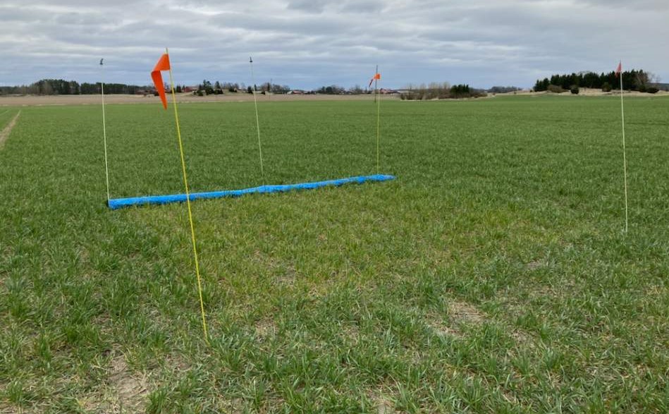 Foto som visar en ogödslad nollruta i ett höstvetefält. Man ser en tydligt skillnad där nollrutan är ljusare i färgen jämfört med omkringliggande fält.