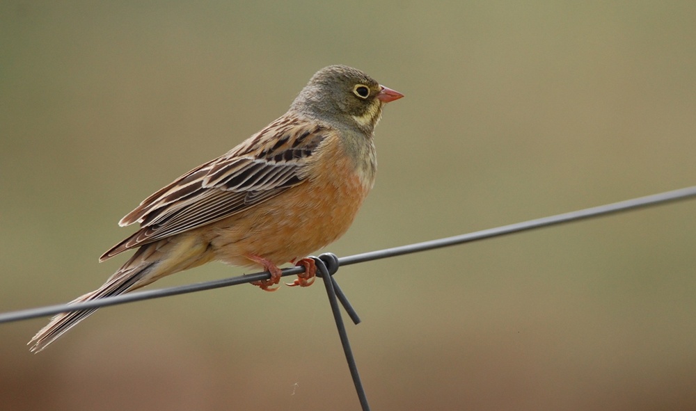 Ortolansparv på ett staket.