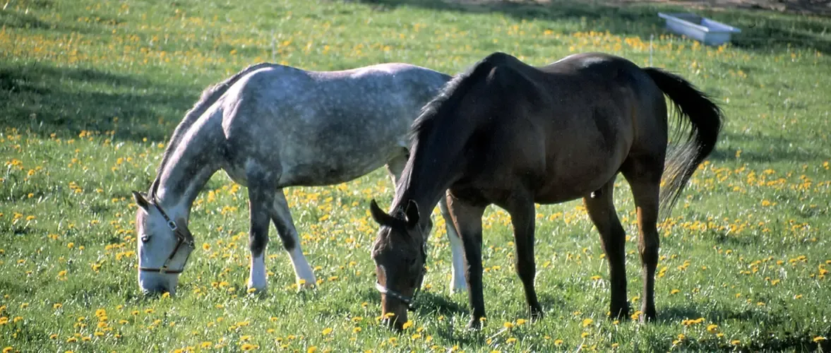Två hästar på bete