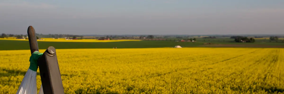Blommande rapsfält