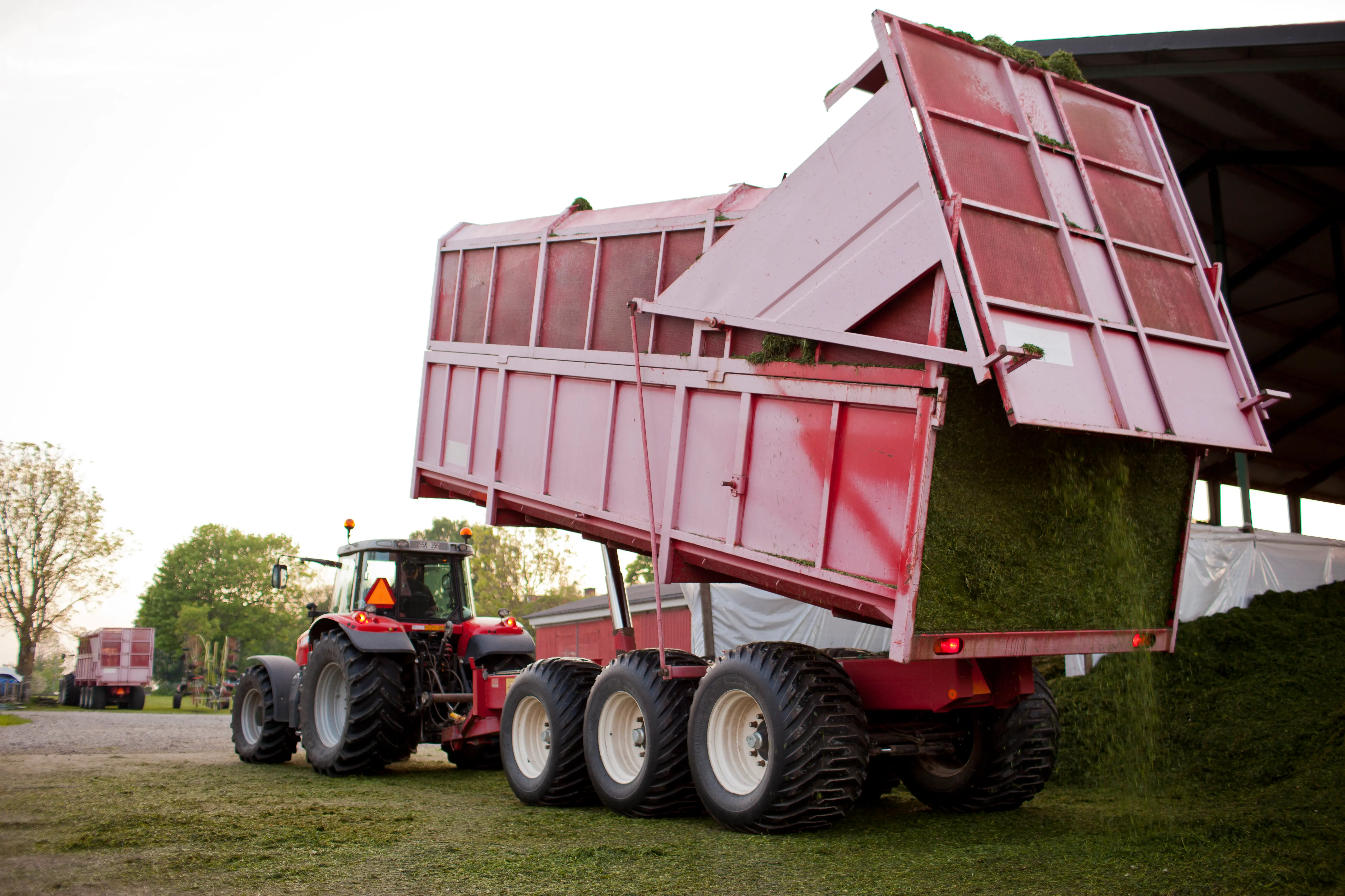 Traktor som lastar av gräs från en gräsvagn.