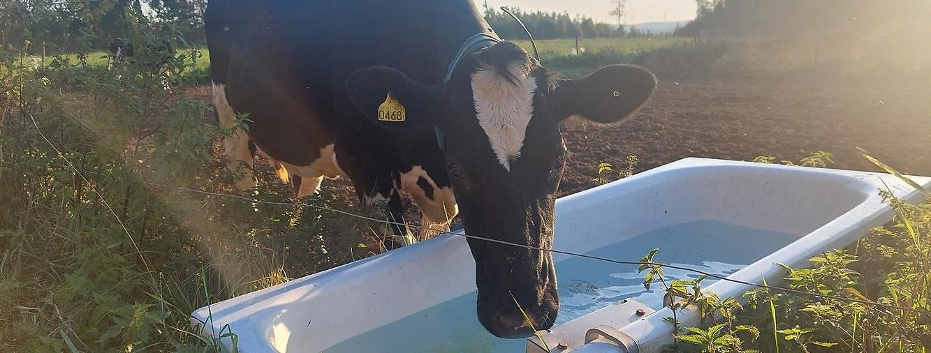 Foto på svartvit mjölkko som dricker i att badkar ute på bete