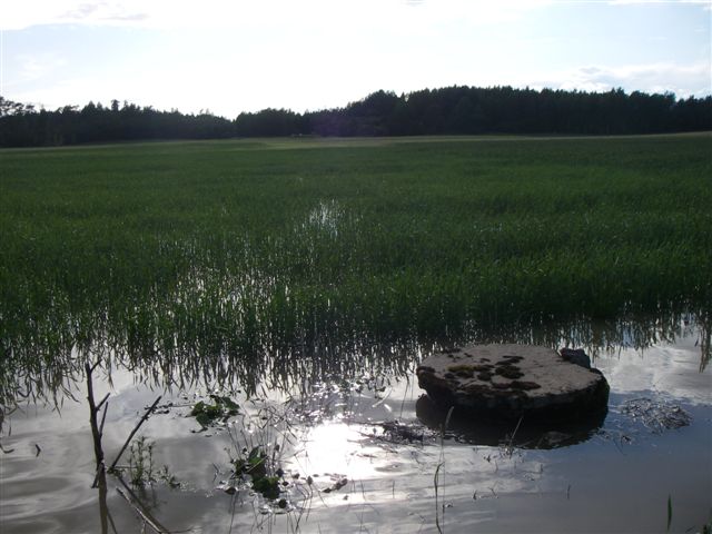 Översvämmat fält