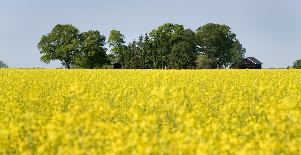 rapsfält
