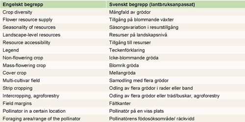 översättning begrepp