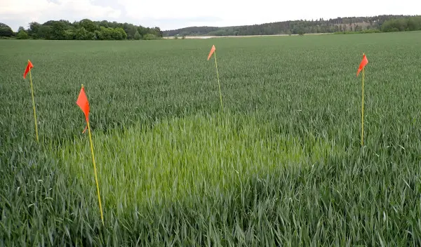 Ogödslad ruta i fält med höstvete