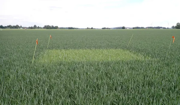 Ogödslad ruta i fält med höstvete