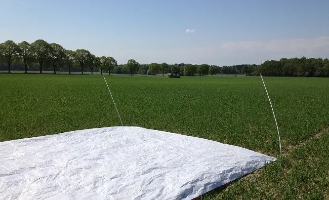 Ogödslad ruta i höstvete.