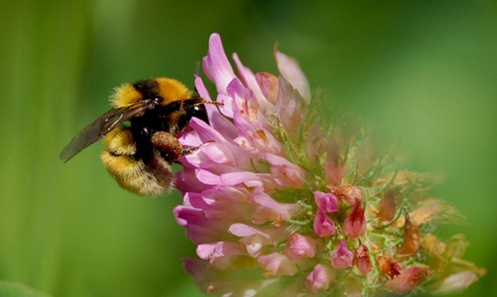 klöverhumla