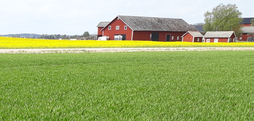 höstvetefält
