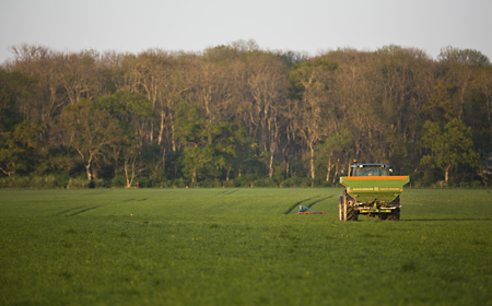 traktor med buren mineralgödselspridare kör över fält med höstvete.