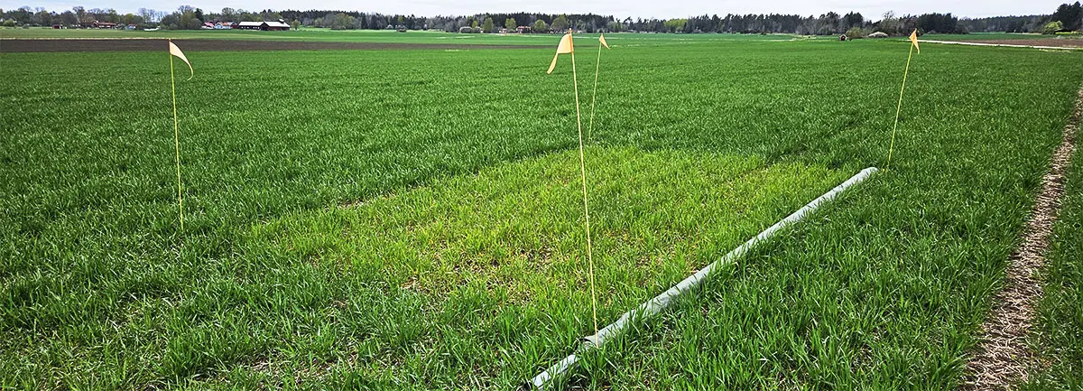 Höstvetfält 