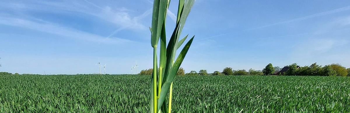 Löberöd mätplats B vecka 20. Foto: J. Lassvik