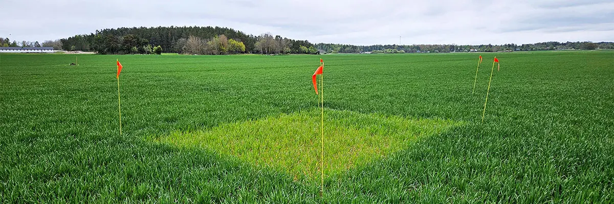 Nollruta i höstvetefält