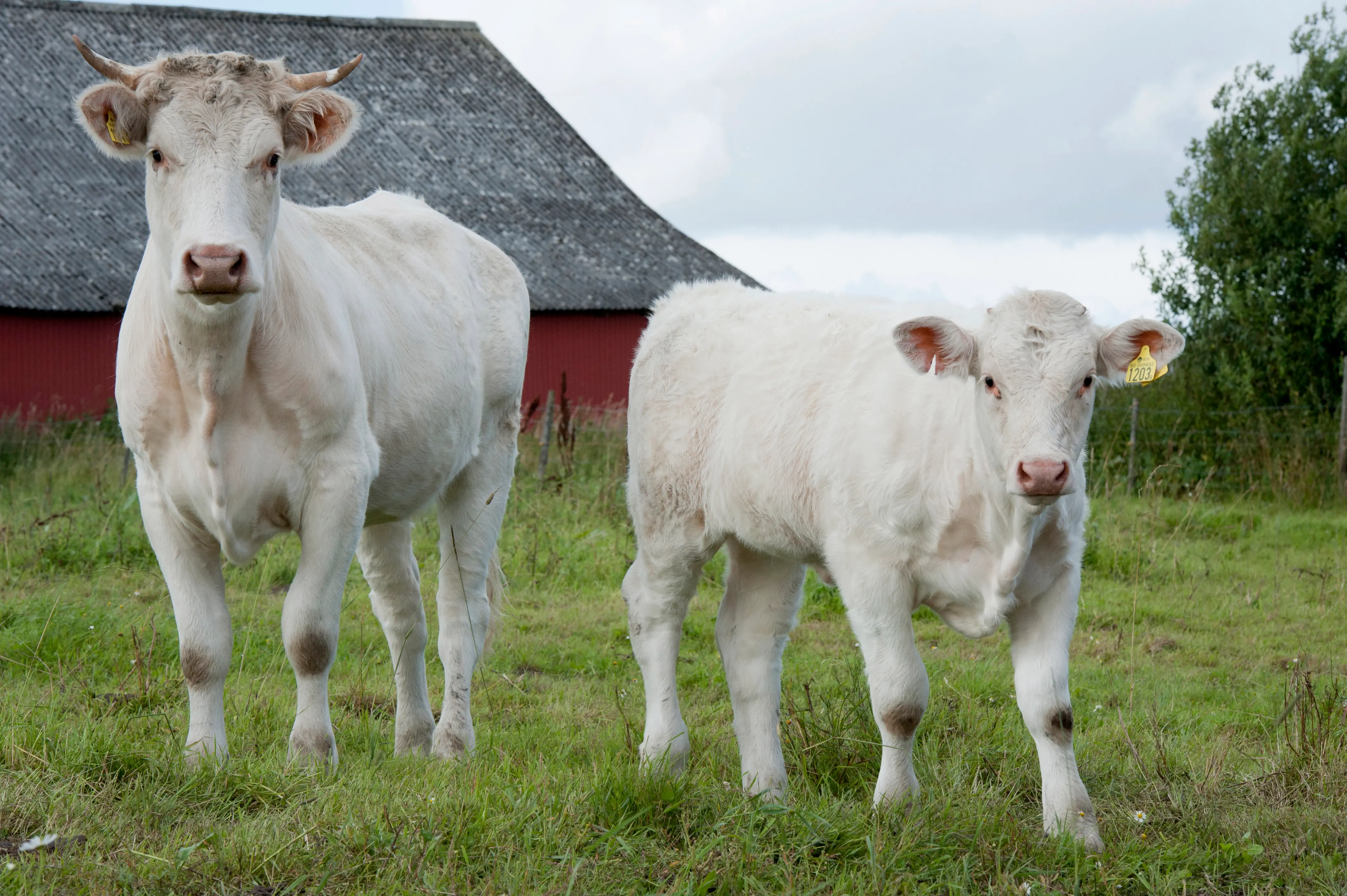 Köttdjur med ladugård i bakgrunden