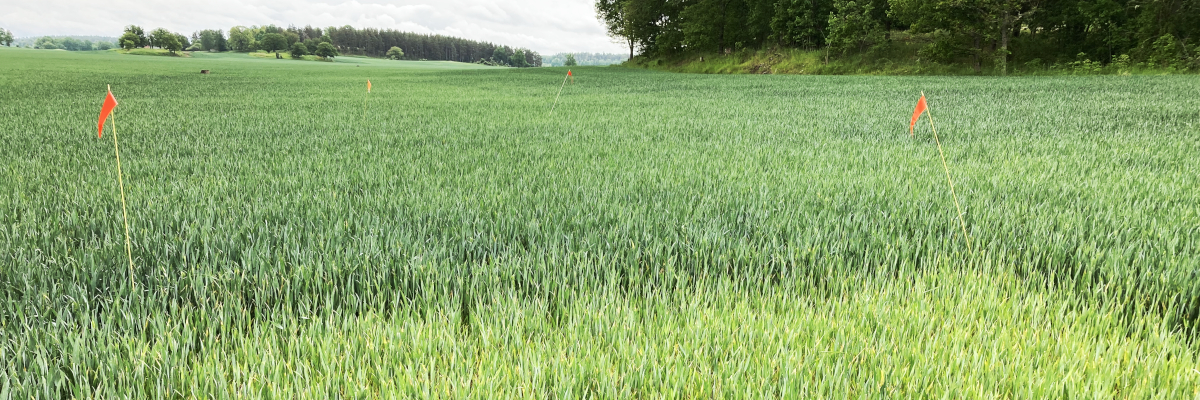 Nollruta i höstvetefält