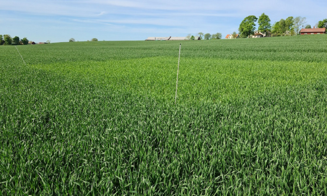 Foto som visar nollruta på fält T23 i Hidinge, Fjugesta. Färgskillnaden mellan ogödslad ruta och fält är ganska liten.