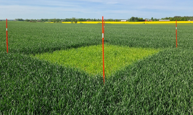 Foto som visar nollruta på fält T26 i Nybble, Vintrosa. Färgskillnaden mellan ogödslad ruta och fält är stor.