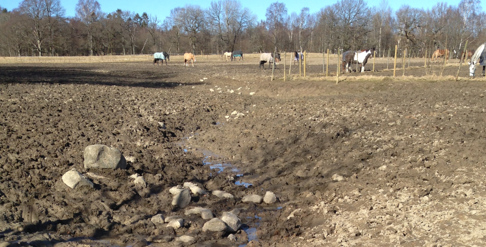 lerig hage med hästar