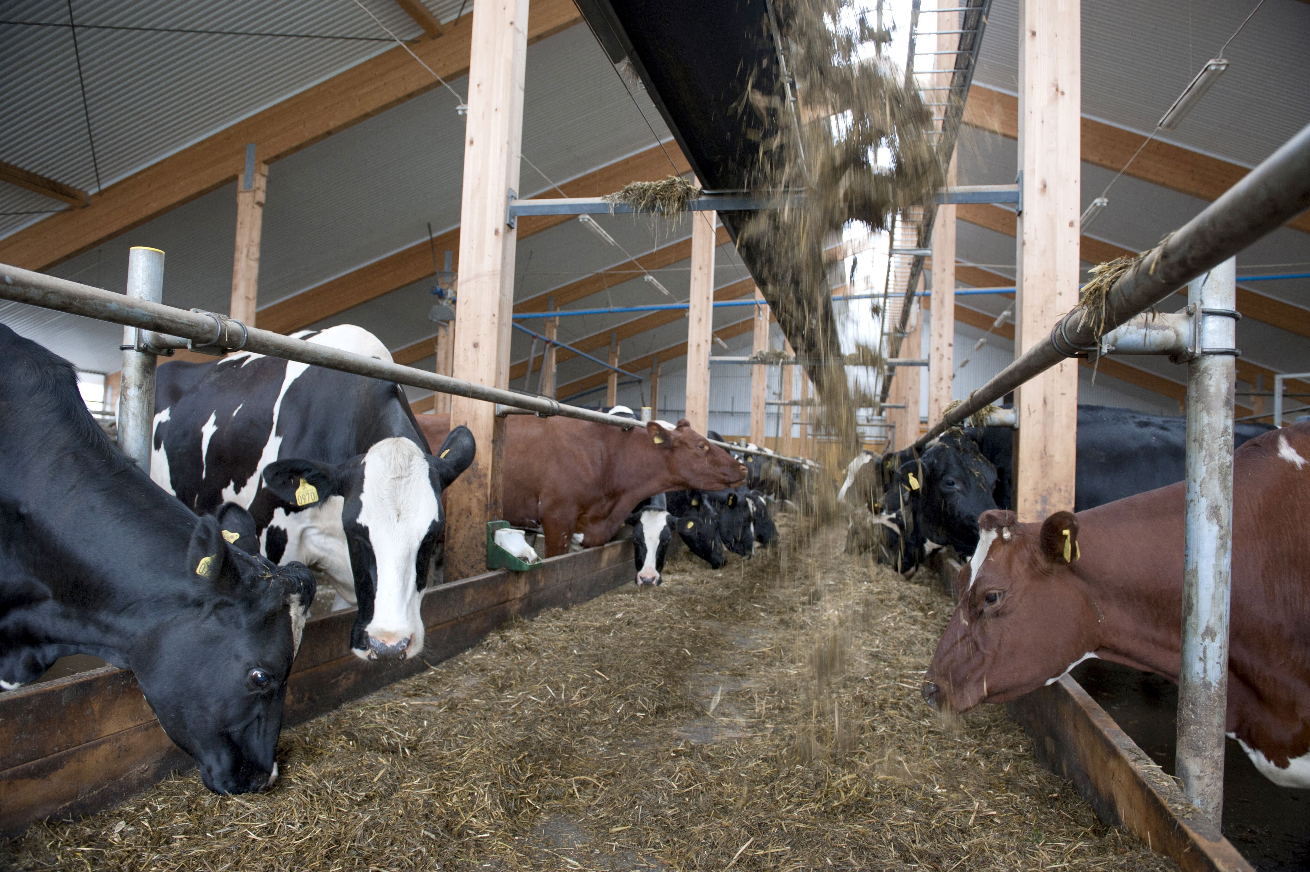 Utfodring av mjölkkor på ett foderbord med bandfoderfördelare