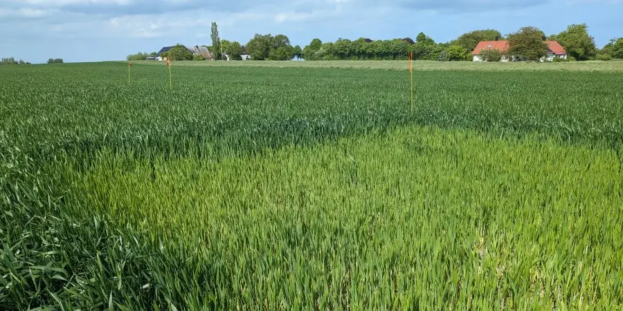 Bild 3. I Löderup var utvecklingsstadiet i fredags, 24/5, ännu bara 32. Marken har var fortfarande torr och inget ytterligare kväve hade lagrats in i grönmassans sedan förra mätningen. Foto: Johanna Lassvik