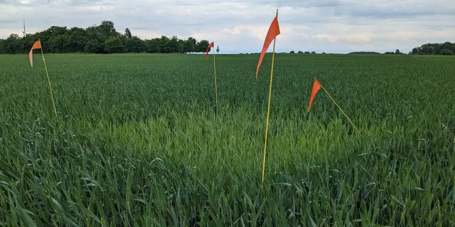 Bild 2. I västra Skåne har utvecklingen gått mycket fort den senaste veckan. Bilden visar ett av fälten på Västraby gård, som nu är i stadium 55. Sedan förra veckan har ytterligare 31 kg N lagrats in i ovanjordisk grönmassa. Även nollrutan har tagit upp mer kväve och blivit lite grönare. Foto: Johanna Lassvik