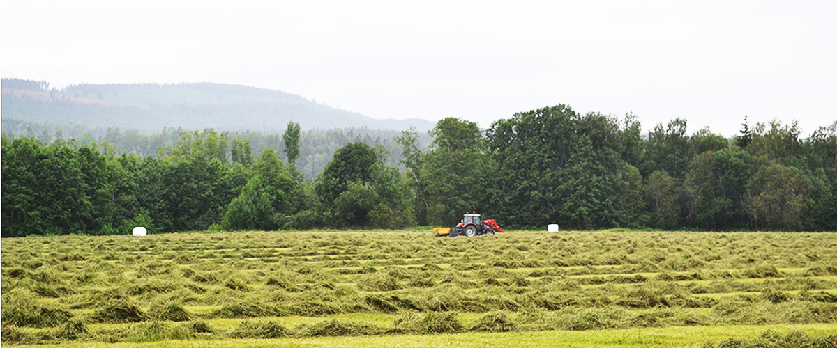 Traktor med slotterkross som slår en vallåker, litet berg i bakgrunden. 