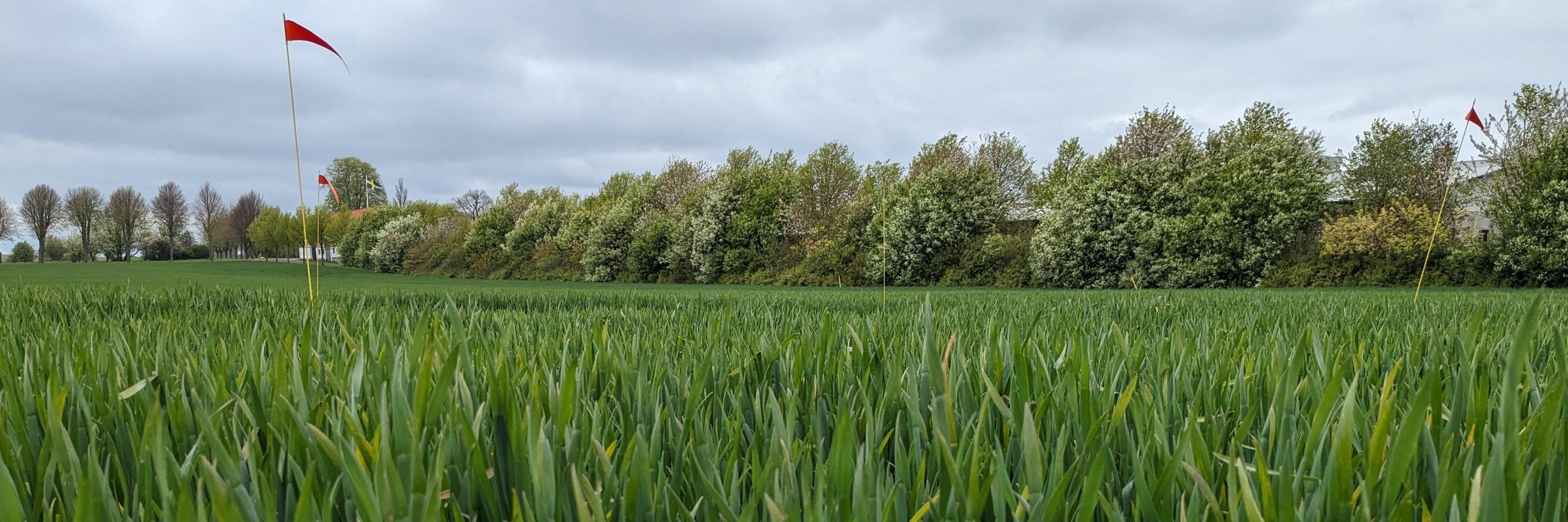 Bild 1. Löderup höstvetefält den 10 maj. Foto: Johanna Lassvik