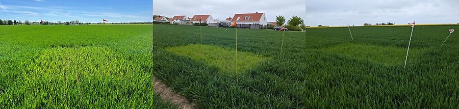 Bild 3. Från vänster: Kristianstad, Trelleborg A och Skegrie A, vecka 20. Foto: Nelly Carlsson, Yara samt Johanna Lassvik.
