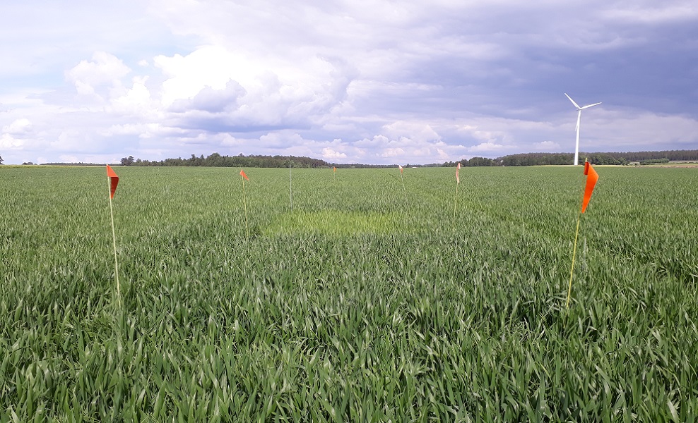 Foto som visar nollruta och maxruta på fält E8 i Högby utanför Mjölby. Färgskillnaden mellan ogödslad ruta och fält är tydlig. Man ser också att maxrutan är lite grönare jämfört med fältet i övrigt.