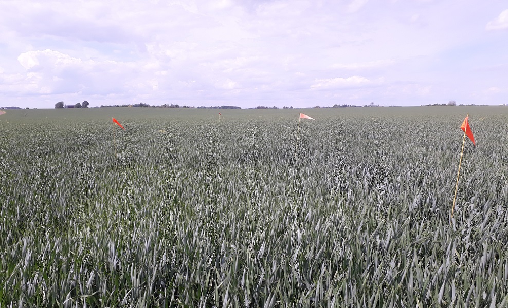 Foto som visar nollruta på fält E9 utanför Vadstena. Färgskillnaden mellan ogödslad ruta och fält är liten.