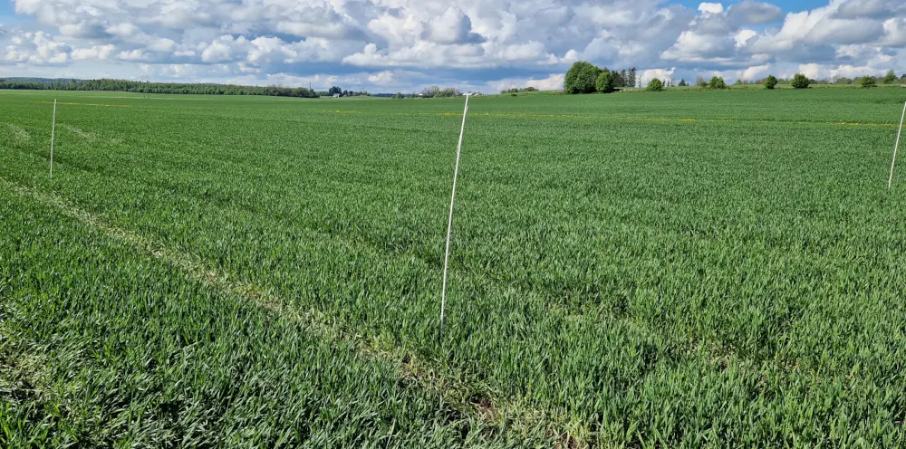 Foto som visar nollruta på fält T1, Hidinge, Örebro län.
