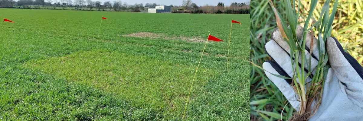 Bild1. Året har varit tidigt och gynnsamt såhär långt och de allra flesta höstvetefält är väl bestockade. Men det är torrt och regn behövs för att skottreduktion ska kunna undvikas och för att kväveupptag och tillväxt ska kunna ta fart. Bilden är från Löberöd mätplats A. Foto: J. Lassvik