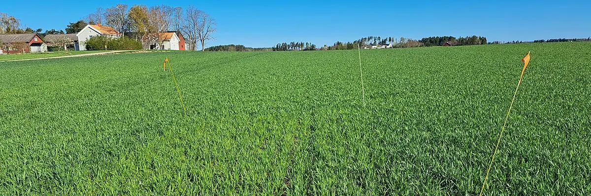 Bild 1. På fält E1 Vårdsberg utanför Linköping syns nollrutan. Kväveupptaget ovan jord var 24 kg i nollrutan och 41 kg per hektar i fältet. Foto: Pernilla Kvarmo