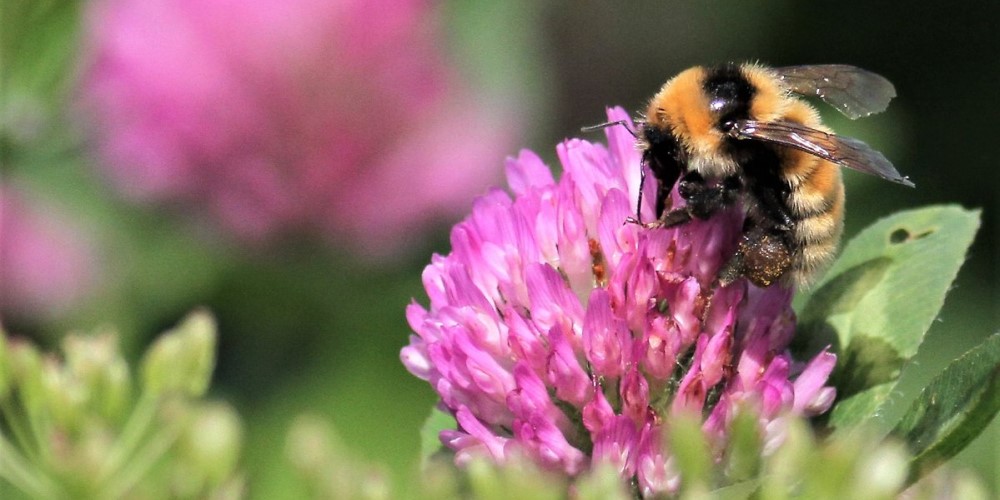 En humla klättar på rödklöverblomma