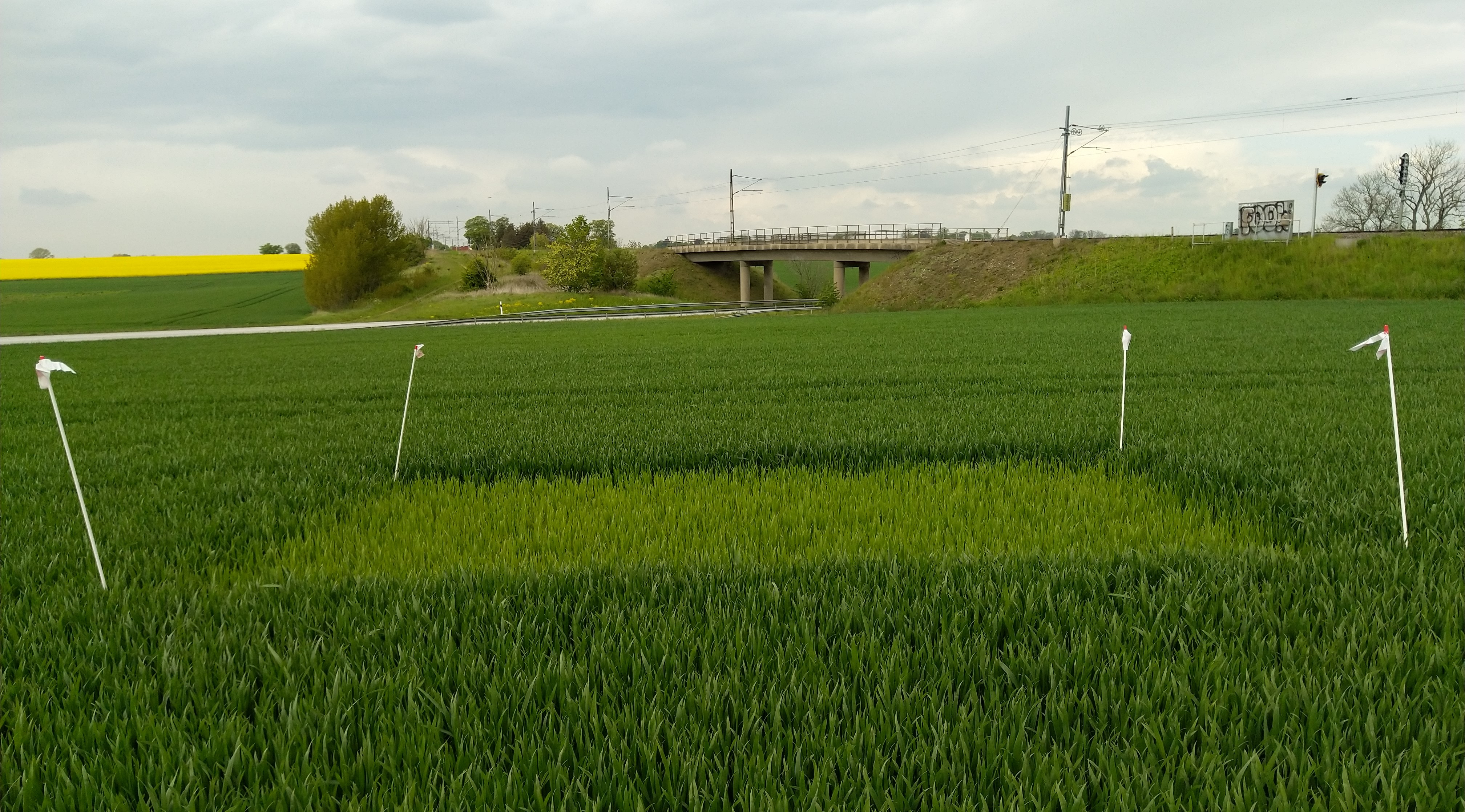 Foto som visar ett höstvetefält med en ogödslad ruta där veten är ljusare och mindre. 