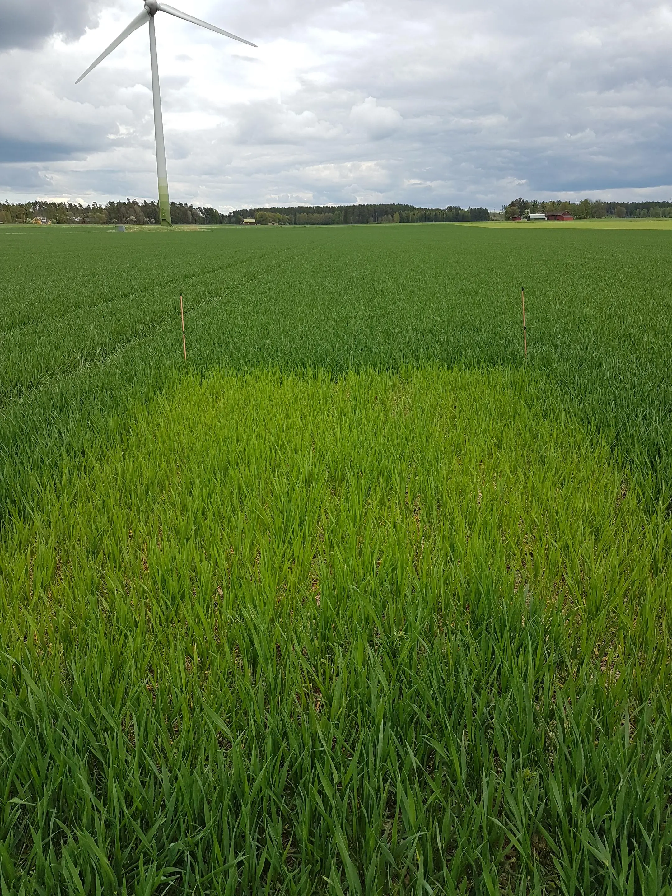 Foto som visar ett höstvetefält med ogödslad ruta där den ogödslade rutan är ljusare i färgen jämfört med omkringliggande fält.