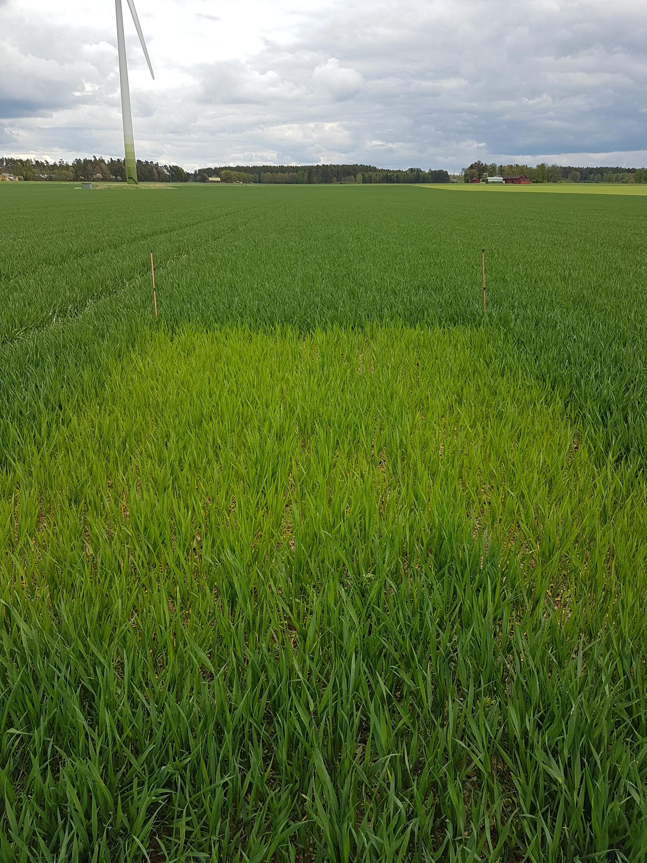 Foto som visar ett höstvetefält med ogödslad ruta där den ogödslade rutan är ljusare i färgen jämfört med omkringliggande fält.