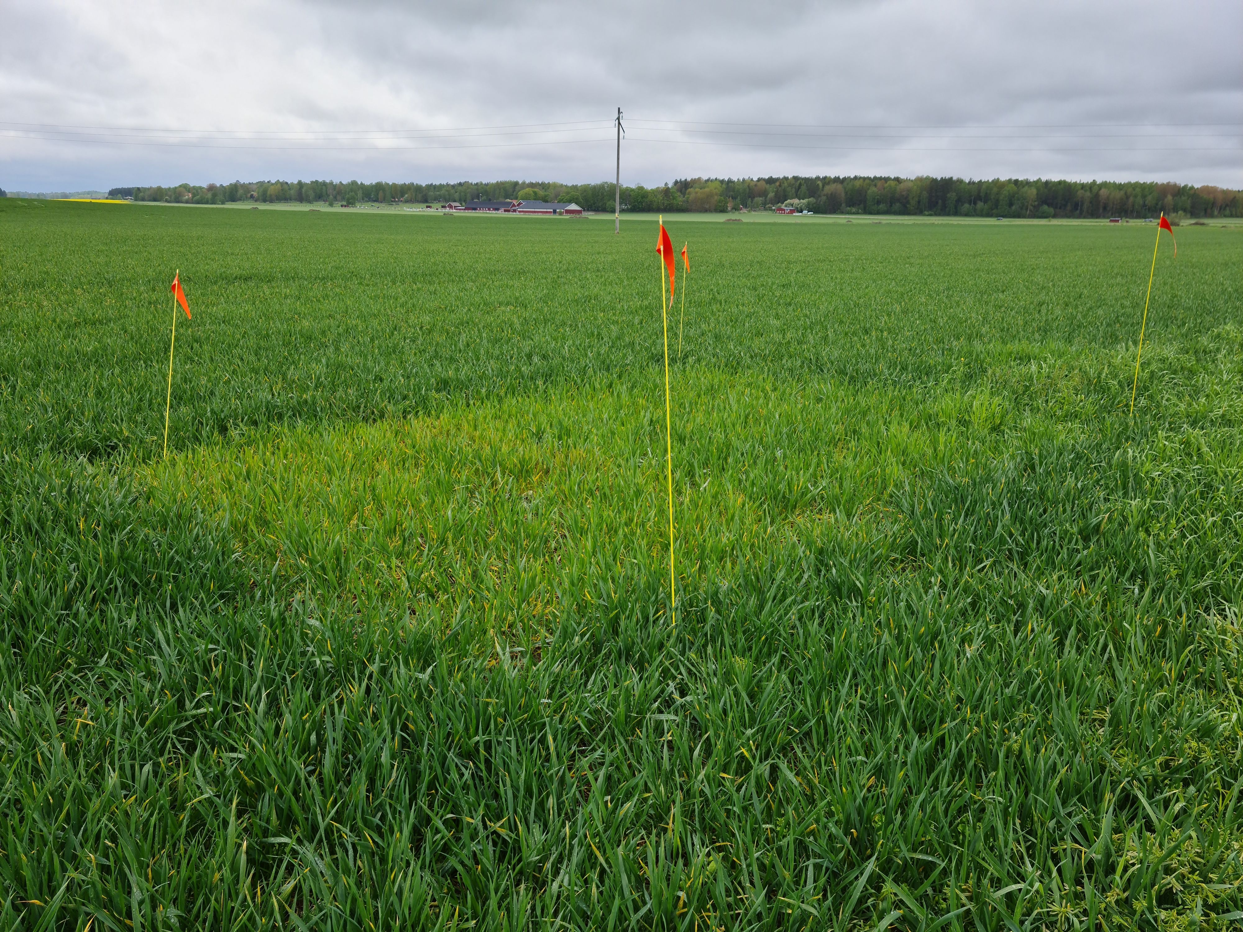 Foto som visar ett höstvetefält med ogödslad ruta där den ogödslade rutan är ljusare i färgen jämfört med omkringliggande fält