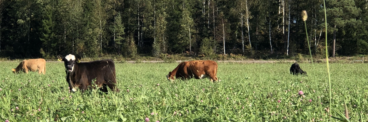 Värmländskt landskap med kor.
