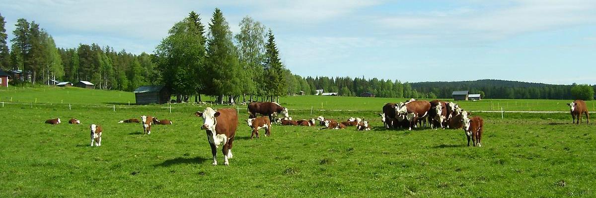 Landskapsbild Norrbotten