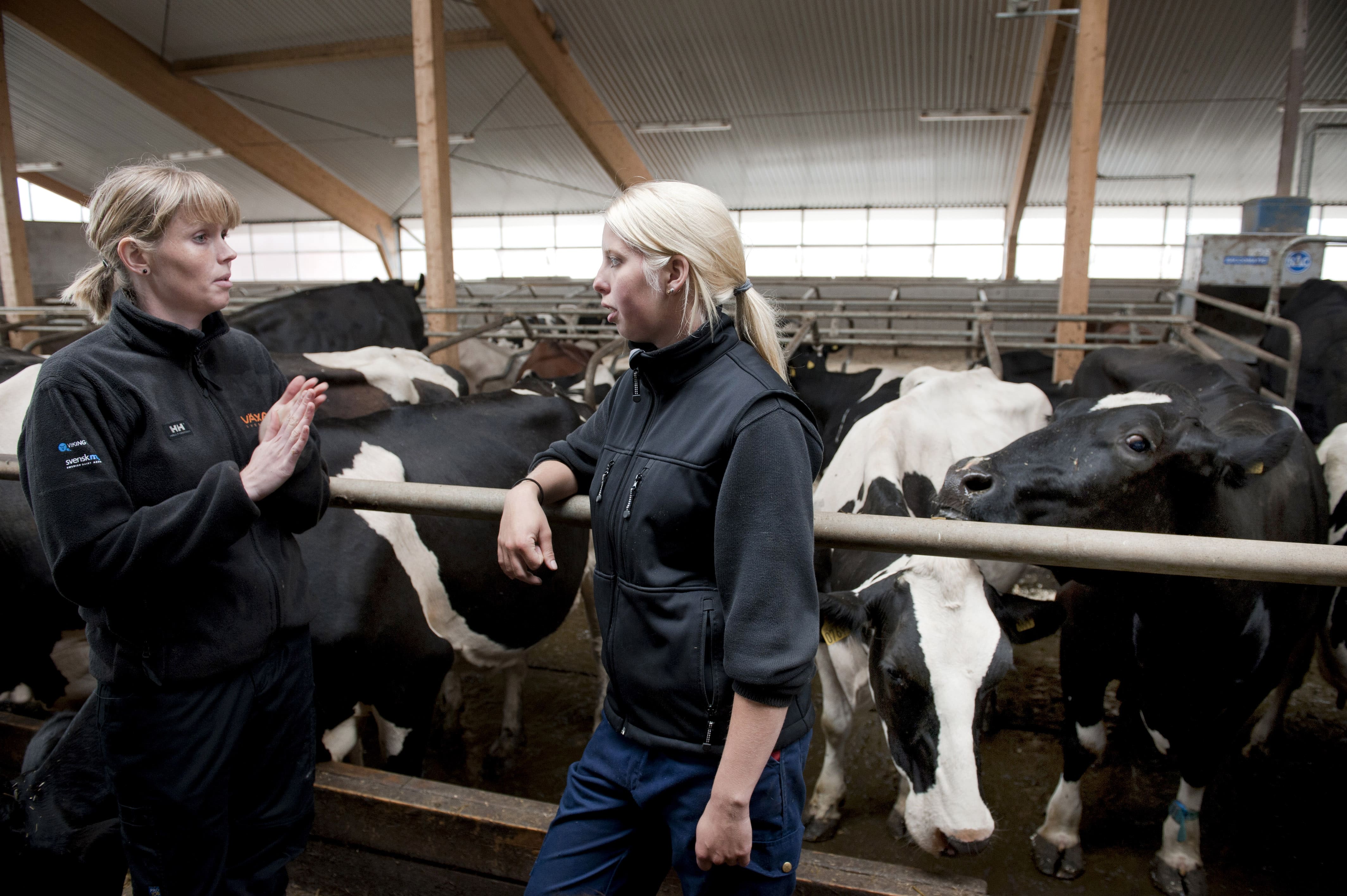 Lantbrukare och rådgivare med mjölkkor i bakgrunden