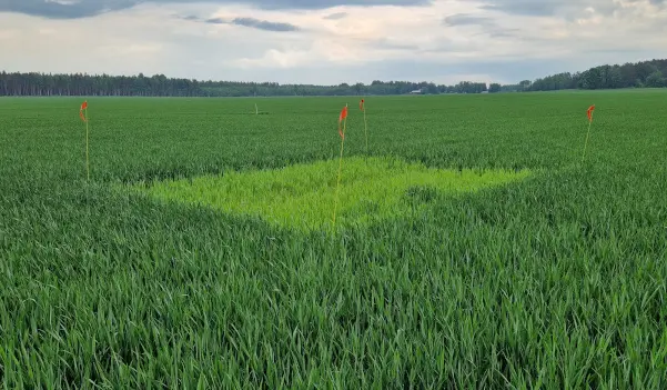Fält med ogödslad blek ruta i höstvete